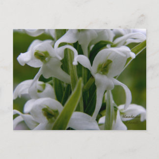 Postal Bog Candle Orchid Blossoms, Isla Unalaska