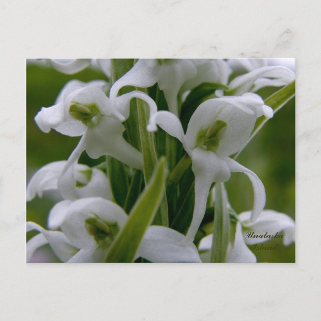 Postal Bog Candle Orchid Blossoms, Isla Unalaska (Anverso)