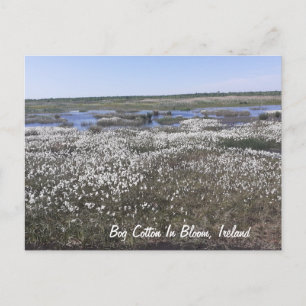 Postal Bog Cotton en flor, Offaly, Irlanda
