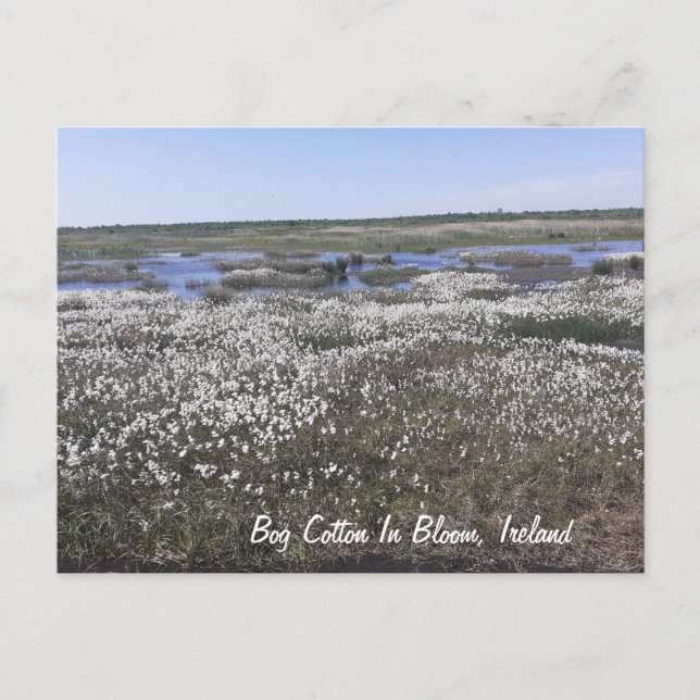 Postal Bog Cotton en flor, Offaly, Irlanda (Anverso)