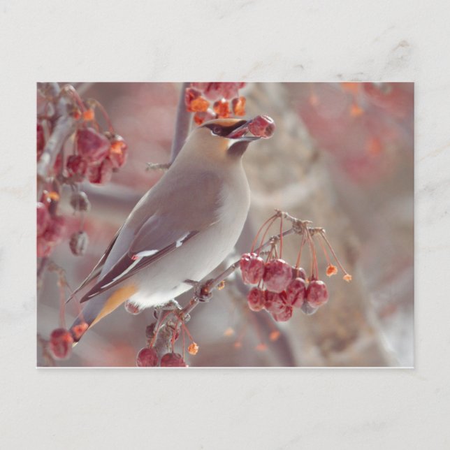 Postal Bohemian Waxwings (Anverso)