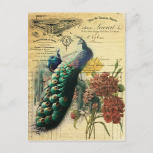 Postal boho floral french country moderno vintage peacock