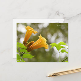 Postal Bokeh con elegantes flores de vino de trompeta ama