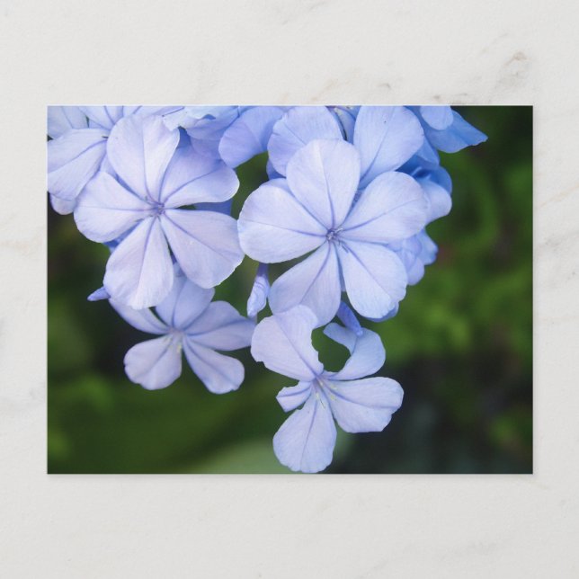 Postal Bokeh Floral Azul (Anverso)