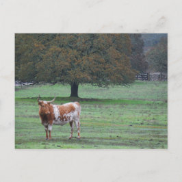 Postal Bola de Cuerno Larga