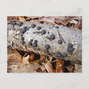 Postal Bolas de carbono (Daldinia concénica)