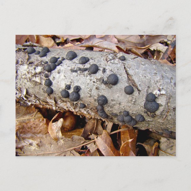 Postal Bolas de carbono (Daldinia concénica) (Anverso)