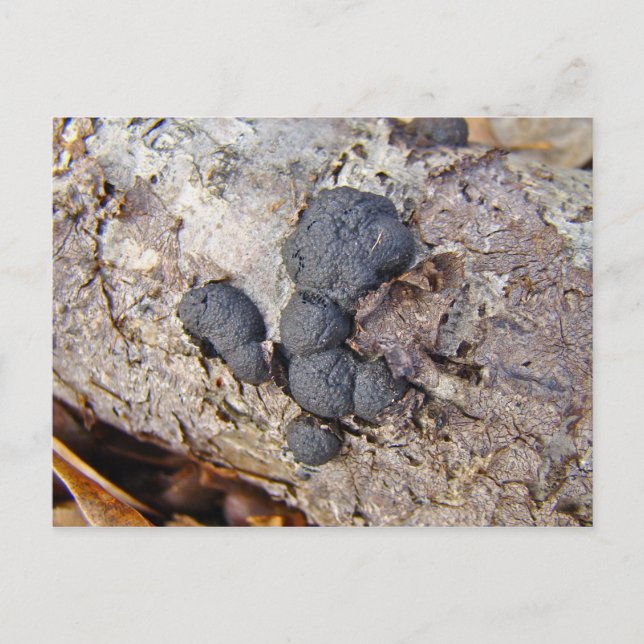 Postal Bolas de carbono (Daldinia concénica) (Anverso)
