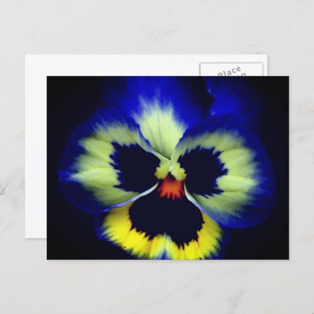 Postal Bold Blue Pansy Flower Photography  (Anverso / Reverso)