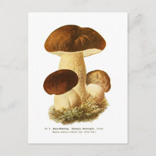 Postal Boletus bulbosus