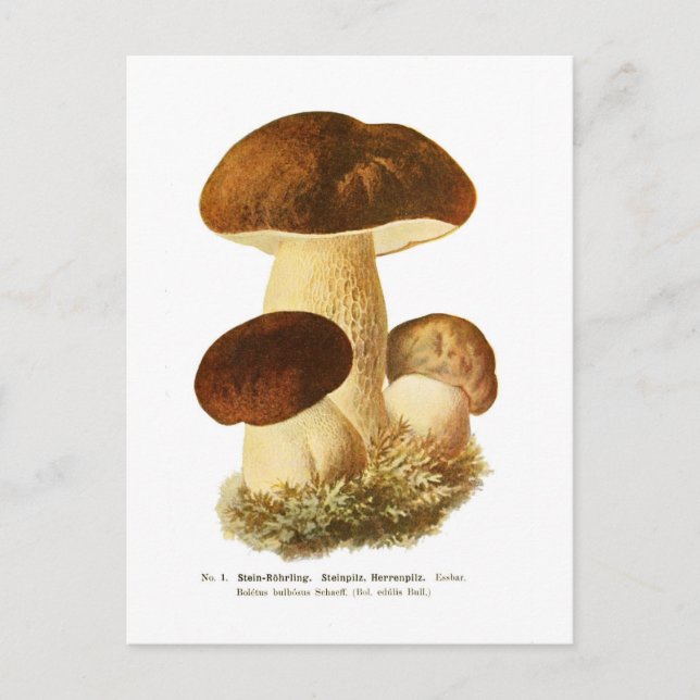 Postal Boletus bulbosus (Anverso)