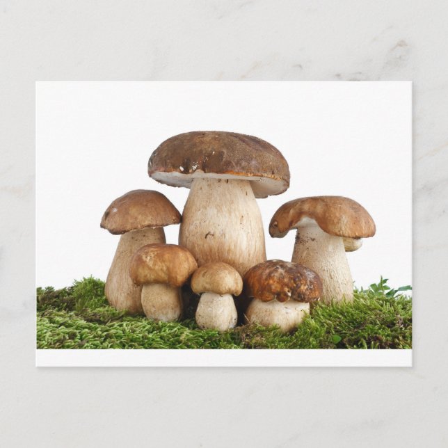Postal Boletus Edulis mushrooms (Anverso)