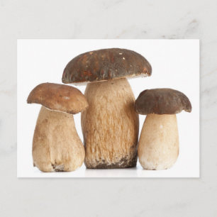 Postal Boletus Edulis PCard