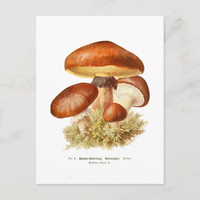 Postal Boletus luteus (Anverso)