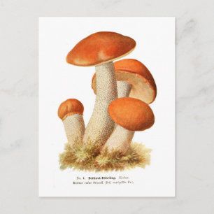 Postal Boletus rufus