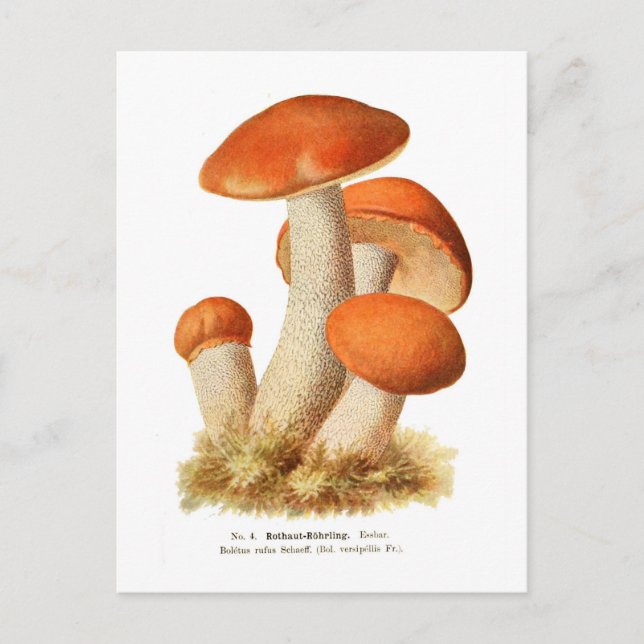 Postal Boletus rufus (Anverso)