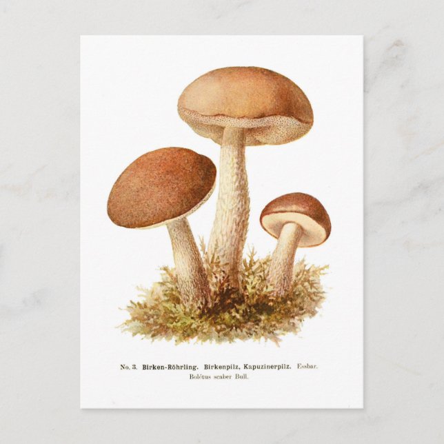 Postal Boletus scaber (Anverso)
