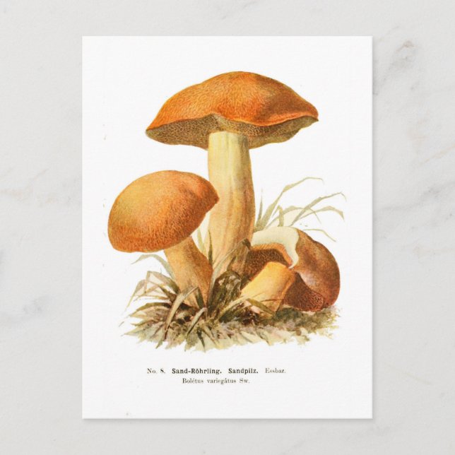 Postal Boletus varigatus (Anverso)