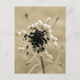 Postal Bolsa de Pastor en Sepia