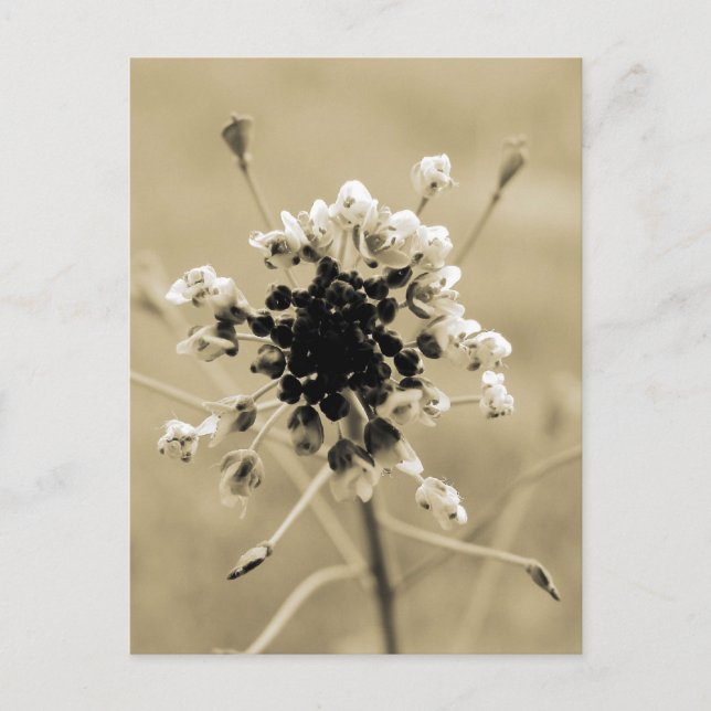 Postal Bolsa de Pastor en Sepia (Anverso)