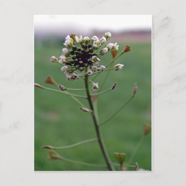 Postal Bolsa de Shepherd (Anverso)