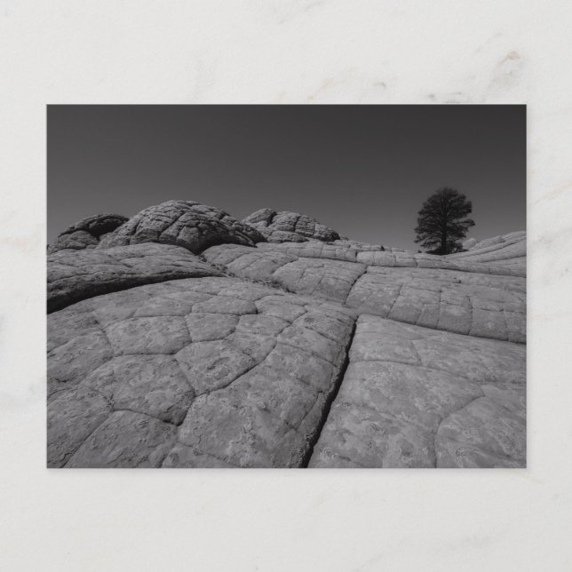 Postal Bolsillo blanco de árbol solitario Arizona (Anverso)