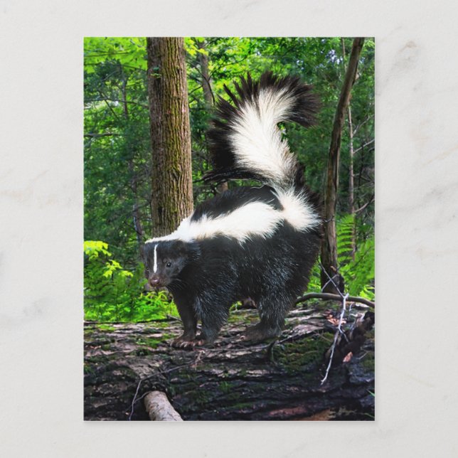 Postal "Bomba" (Anverso)