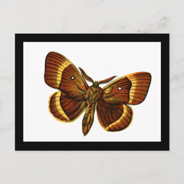 Postal Bombyx quercus macho (Anverso)