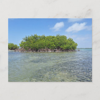 Postal Bonaire Mangrove