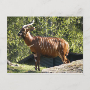 Postal Bongo