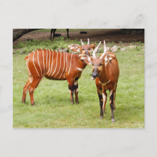 Postal bongo africano 3