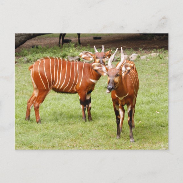 Postal bongo africano 3 (Anverso)