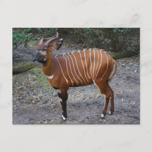 Postal Bongo (Antelope) (Anverso)