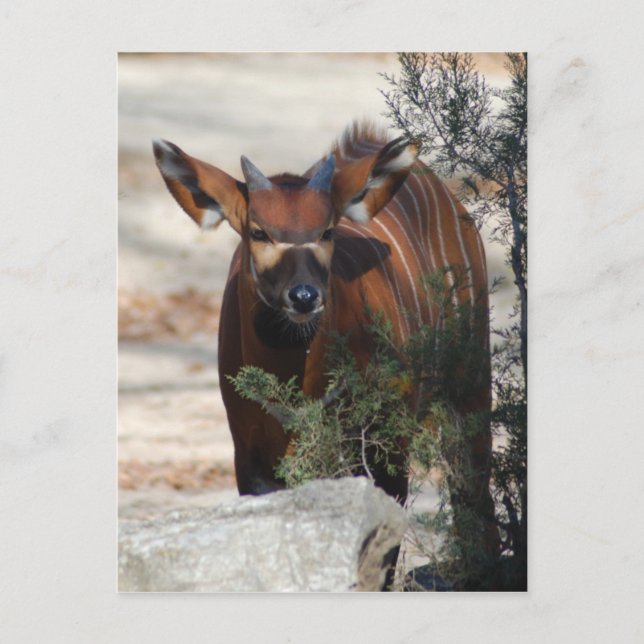 Postal Bongo Calf Postcard (Anverso)