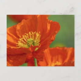 Postal Bonita amapola roja