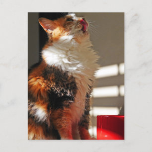 Postal Bonita foto de un gato bonito