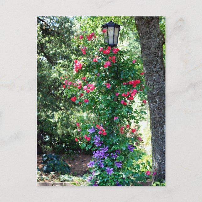 Postal Bonita luz (Anverso)