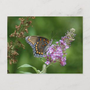 POSTAL BONITA MARIPOSA