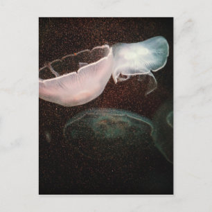 Postal Bonita medusa