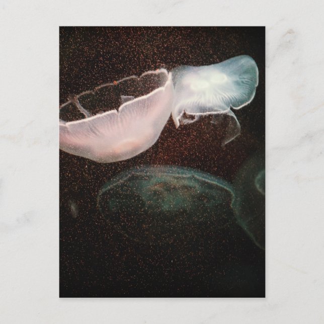 Postal Bonita medusa (Anverso)