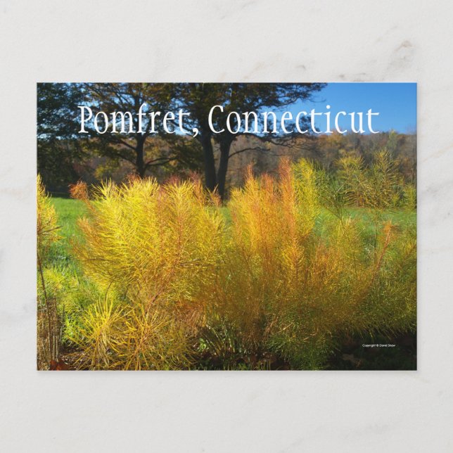 Postal Bonitas hojas (Anverso)