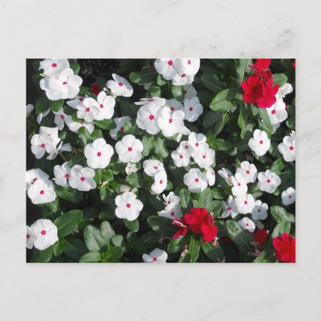 Postal Bonitas plantas de Vinca blanca y roja en el puert (Anverso)