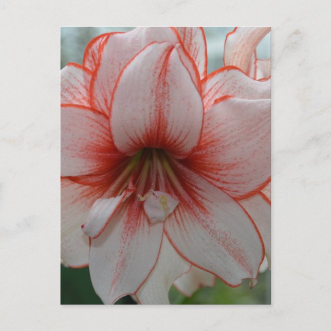 Postal Bonito Amarylis (Anverso)