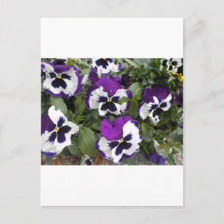 Postal Bonito arte púrpura y pansy blanco