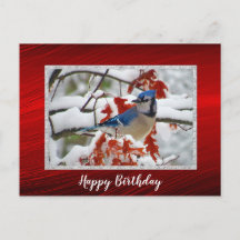 Bonito azul Jay Snow Photo Birday