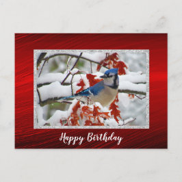 Postal Bonito azul Jay Snow Photo Birday