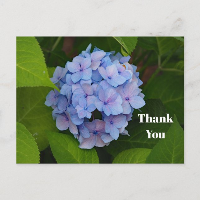 Postal Bonito Azul Rosa Hydrangea Foto Floral Gracias (Anverso)