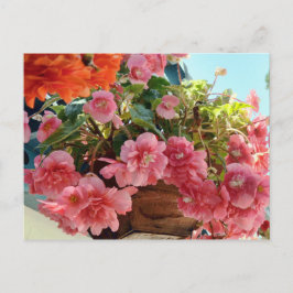 Postal Bonito Begonia Flowers
