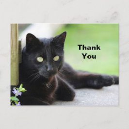 Postal Bonito Black Cat Photo Gracias