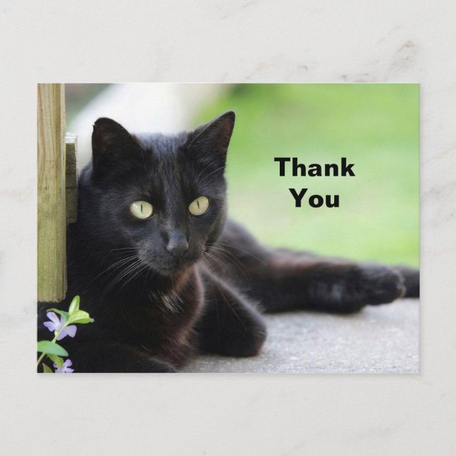 Postal Bonito Black Cat Photo Gracias (Anverso)